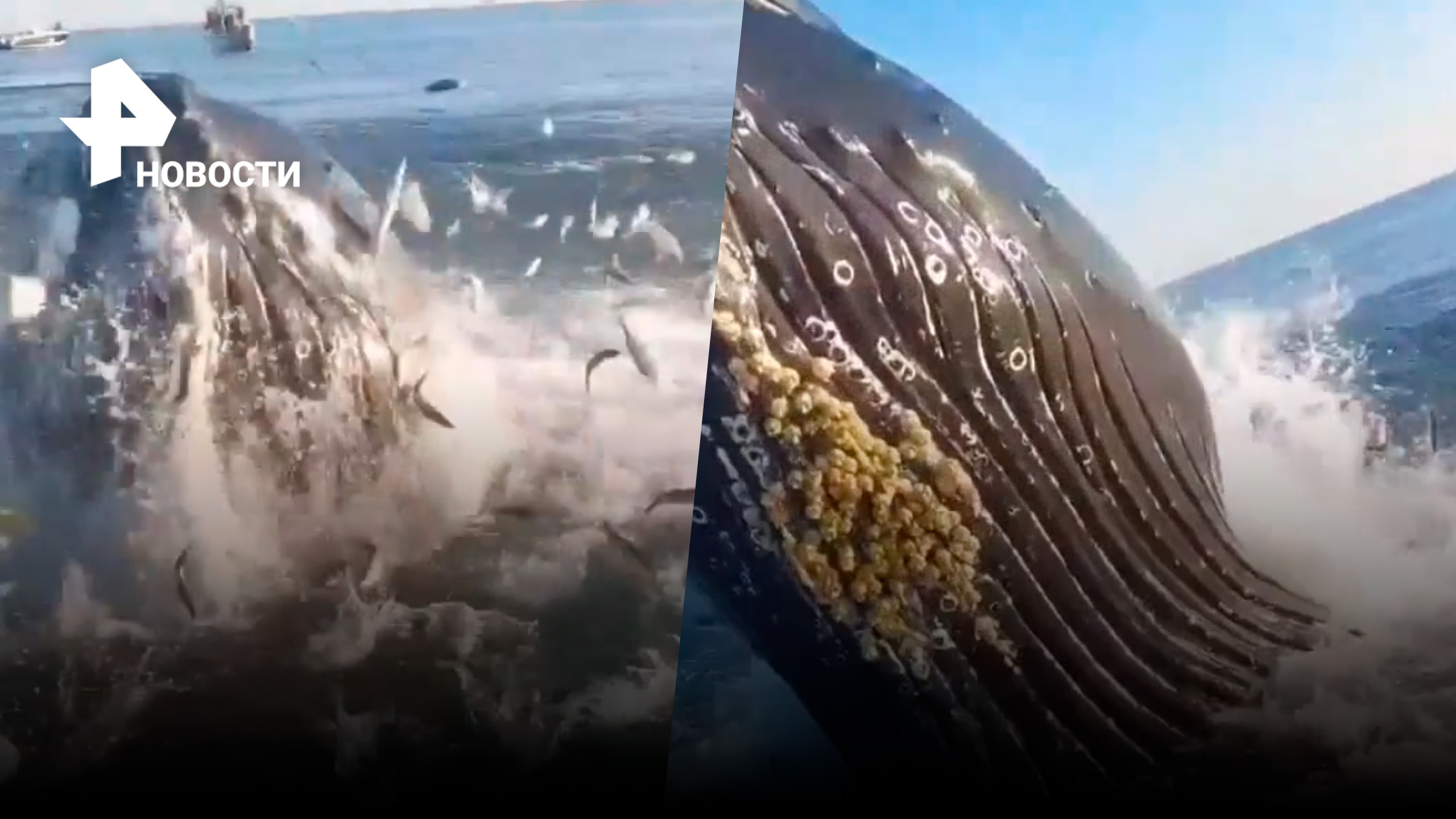 Морской нежданчик: кит перепугал рыбаков и едва не разрушил катер / РЕН Новости