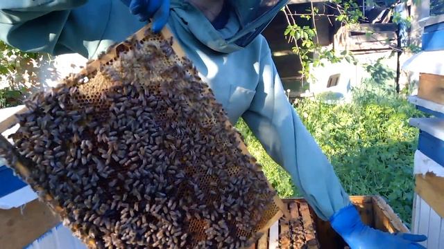 Результат какая лучше ващина Дубовик или Кировоградска смотреть онлайн