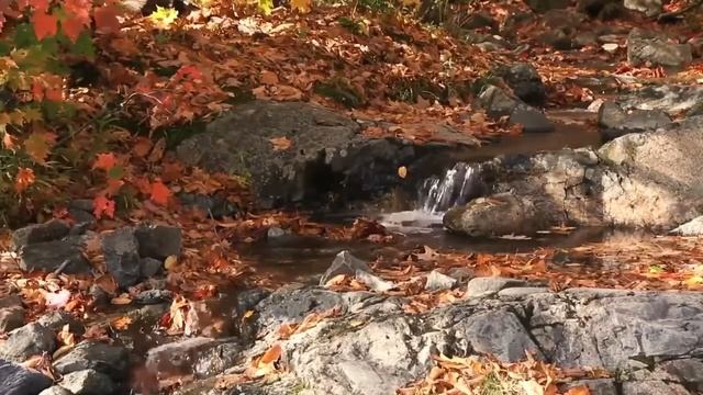 ЛЕЧЕБНАЯ МУЗЫКА ЗДОРОВЬЯ MUSICA DELLA SALUTE   RELAX MUSIC FOR HELTH. смотреть онлайн