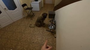 ЯГНЯТА ПЕРЕЕХАЛИ ! ОДИН В ДЕРЕВНЕ... БЫТОВУХА !