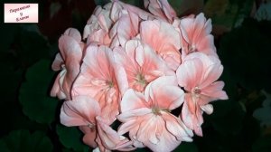 Неотразимая красотка Лайки: пеларгония Lake