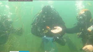 В Ключевском карьере Петрозаводска поселились караси