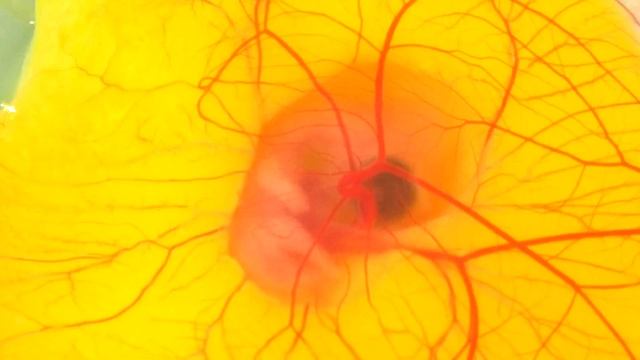 ДЕНЬ 6 - ЗАРОДЫШ ЦЫПЛЕНКА В СТАКАНЕ (активное движение внутри желтка) смотреть онлайн