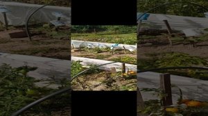 Баклажаны и помидоры в Ленобласти