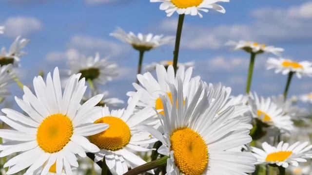 Музыка Сергей Чекалин! Потрясающая Музыка для души, Согревающая сердце и за душу берет...релакс смотреть онлайн