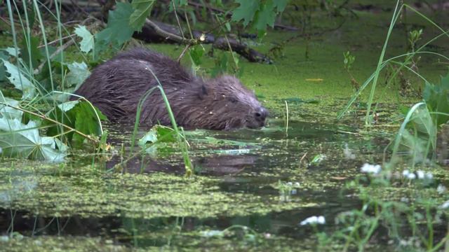 Бобр у домика Лешего. Beaver смотреть онлайн