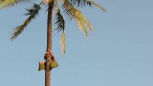 Полинезийский культурный центр, Гавайи. Как залезть на пальму.