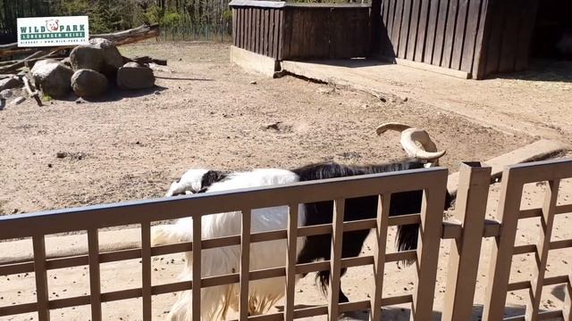 Wild Park Lüneburger Heide 2021 смотреть онлайн