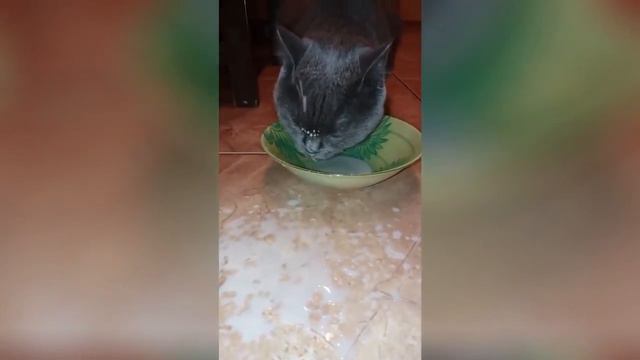 КОТ-СВИНТУС ( 100%МЕГАПРИКОЛ!!!) Ржака!!! смотреть онлайн