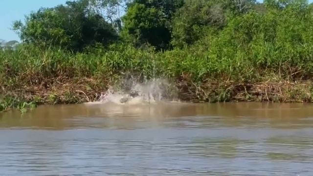 Пума VS Ягуар (Кто сильнее?) Сравнение смотреть онлайн