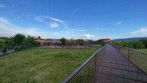 В Тайгане ЛИВЕНЬ, где прячутся львы?