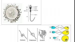 Лекция Елены Судариковой "Зачем нужны два пола в эволюции?"