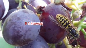 Сода против вредителей винограда