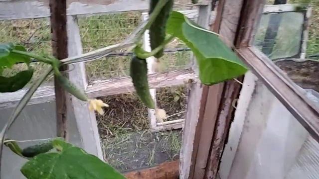 Ранний сорт огурцов"Папенькина дочка" смотреть онлайн