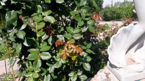 Роза Лагуна(Rosa Laguna) Гранд Аморе(Grande Amore) Ханзештадт Росток (Hansestadt Rostock)