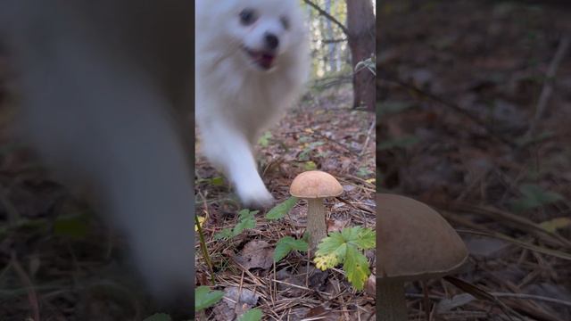 Мы с грибом чуть не упали🐕 #обычнаястудентка #аннакошинская