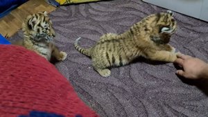 Взвешивание 4 недельных тигрят!