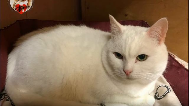 МУУУР привееет!!! (приют для котиков г. Снежинск) смотреть онлайн