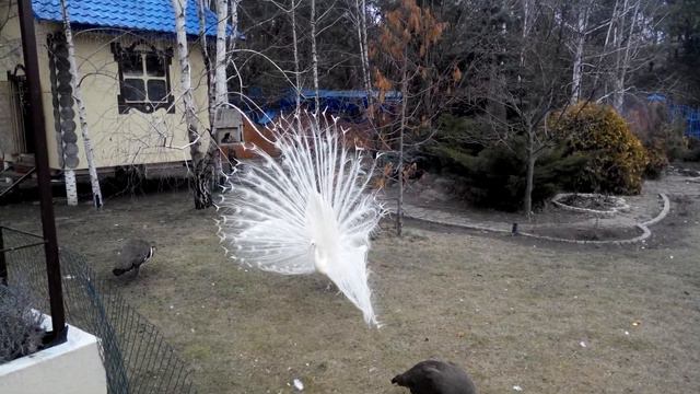 Необычные курицы 🐔 12.03.2016 смотреть онлайн