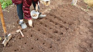 Самый быстрый способ посадки озимого чеснока. Мама научила. Как сажать озимый чеснок инструкция