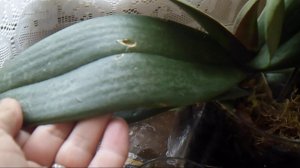 Обзор моих орхидей  Весна 2019 года