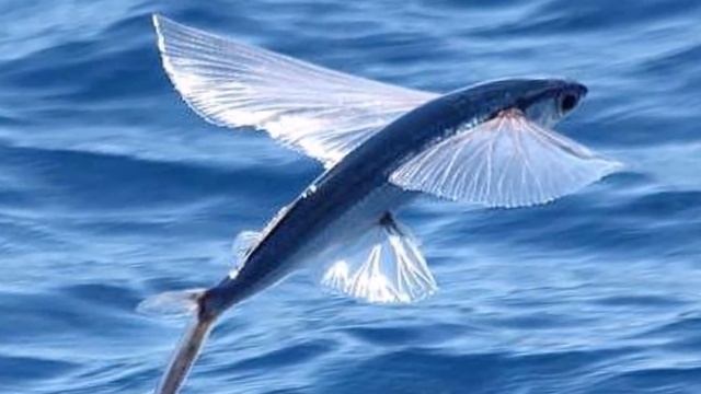ЛЕТУЧИЕ РЫБЫ Развивающее видео