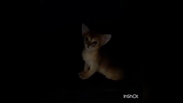 Котёнок в беде / потерялся