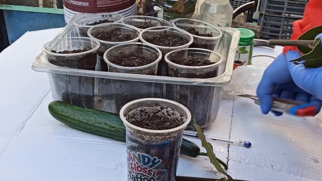 № 608 Как да си засадим Дафинов лист от семена и резници? - 24.02.2023 г. смотреть онлайн