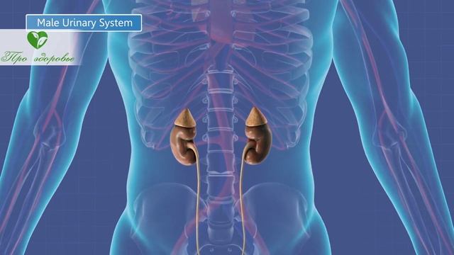 Забытая еда предков! Репа лечит простуду, кишечник, артрит, подагру, остеопороз и даже… смотреть онлайн