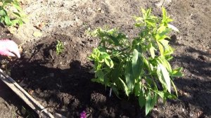 Флоксы,зимовка в от.грунте.