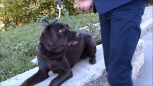 Дрессировка лабрадора видео. Щенка 10 мес.