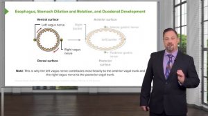 Foregut Development: Esophagus & Stomach – Embryology | Lecturio