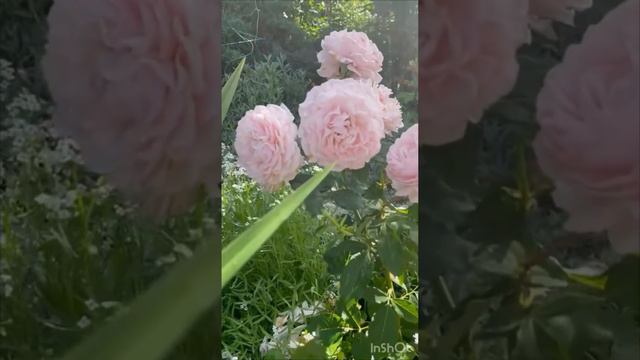 Тончайший фарфор Луїзи де МарийльякLouise De Marillac@СаітРоузГарден
