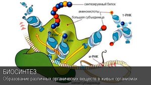 Биосинтез. Толковый Видеословарь русского языка