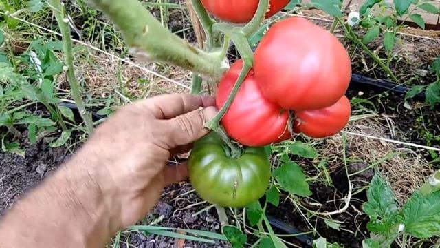 Томат Русский вкусный.