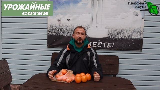 В 2 РАЗА ПОЛЕЗНЕЙ ЯБЛОК! БАЛУЙТЕ СЕБЯ... ХУРМОЙ! Кавказ против каки! Выбираем хурму на вкус и цвет! смотреть онлайн