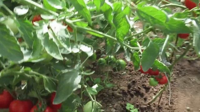 Кистевой томат Юбилейный Тарасенко первый раз в моей теплице Оцениваю урожайность смотреть онлайн