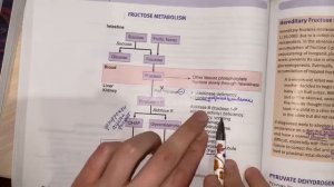 Биохимия легко: метаболизм фруктозы. Решаем и разбираем задачу