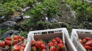 1 Полноценный сбор клубники Альба, и ещё один минус грунтовой клубники.