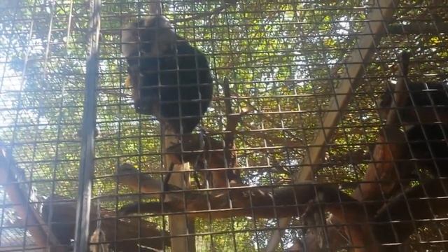 Отдых в Израиле. Зоопарк Сафари. Обезьяна выкинула вкусный банан. Почему обезьяны не едят бананы? смотреть онлайн