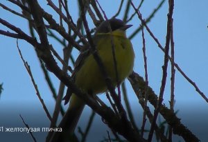 Жëлтая трясогузка - Motacilla flava, северный подвид - ssp. thunbergi 18.06.2022