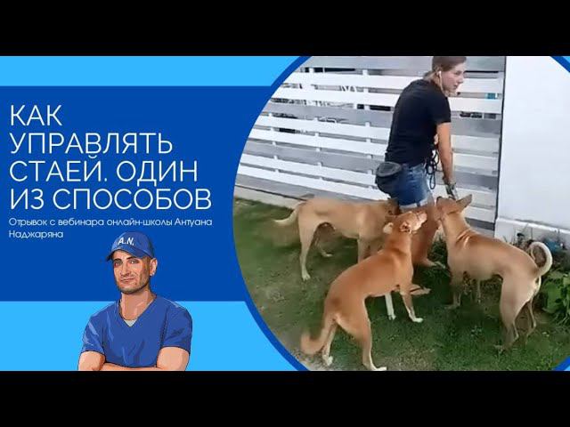 Как управлять стаей (один из способов)