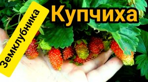 Как плодоносит земклубника сорта Купчиха