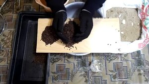 Готовим семена кизильника к стратификации.
