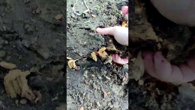 Как убрать пень) АСМР ВИДЕО)