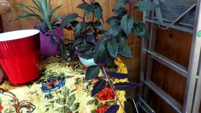 Осенняя пересадка растений (Папортник, бегония, фуксия, гинура, ананас) смотреть онлайн