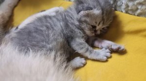 Котёнок кошки Хлои стал толстый, такой милый, открыл глазки, растет