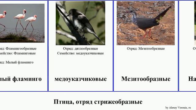 Птица, отряд стрижеобразные козодой медоуказчик лесной фламинго страус цесарка древесный birds моа