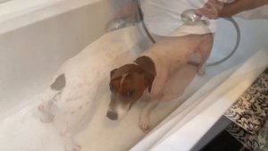 Как почистить зубы собаке, купаем джек рассела