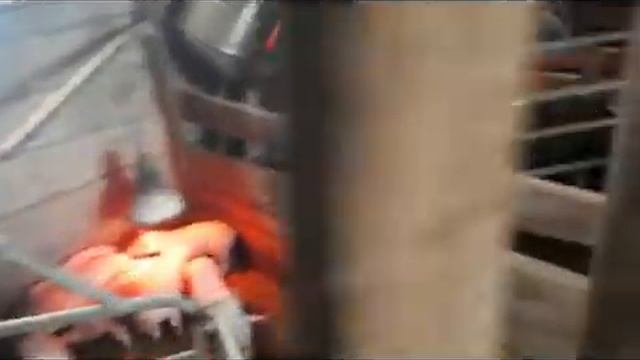 Свиноводство. Свиноматки. Станки для опороса.